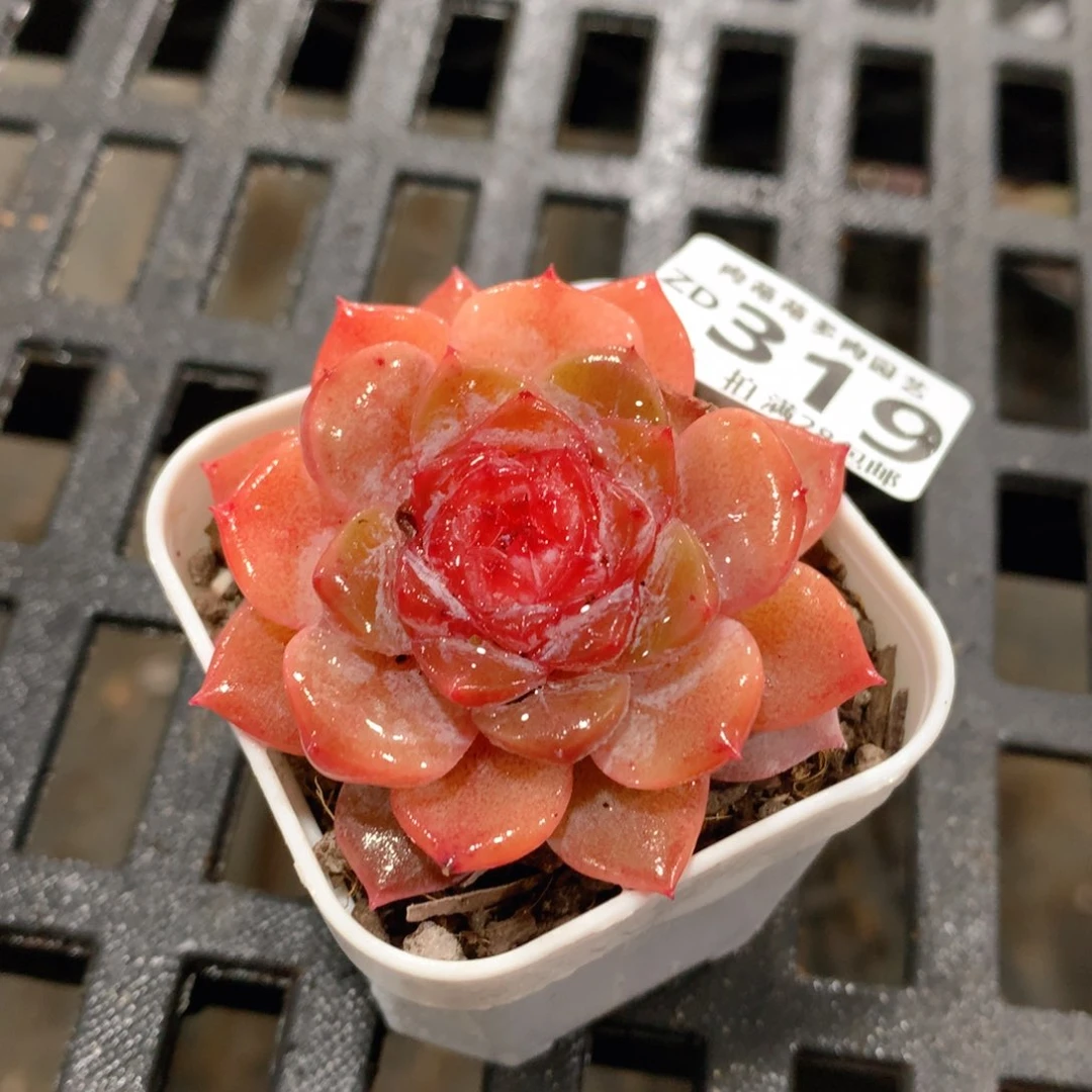 肉萌萌拇指盆精控多肉ZD319