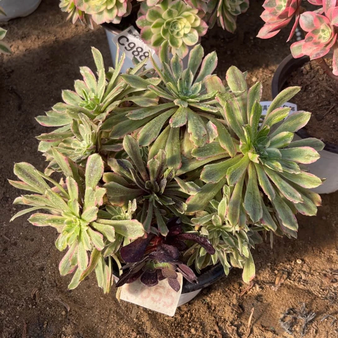 655多肉植物花脸变异粉黛