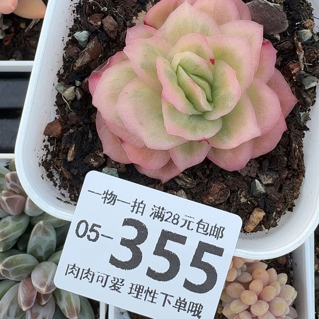 冰玉玫瑰无盆土发货