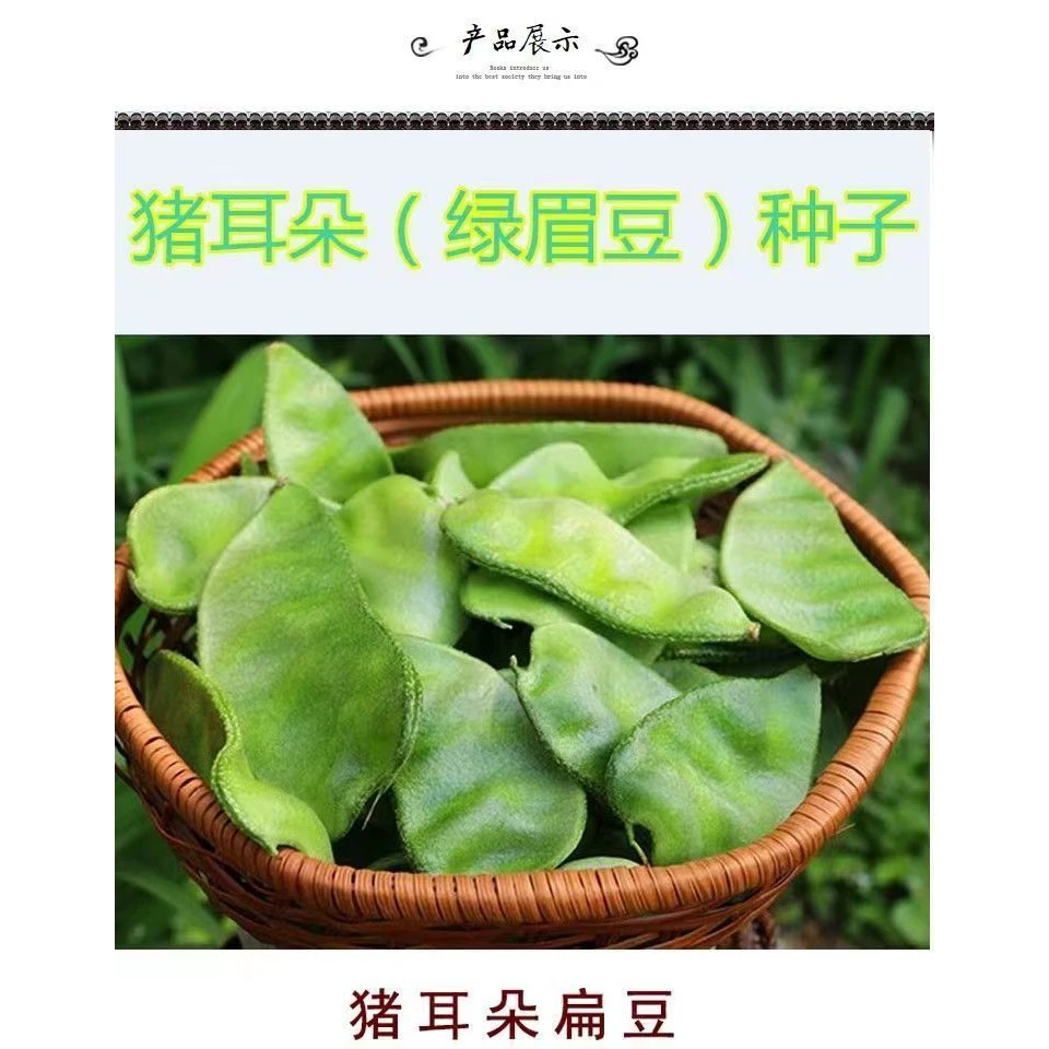 绿眉豆种子猪耳朵扁豆农家青眉豆种籽庭院地栽爬藤蔬菜瓜果种籽