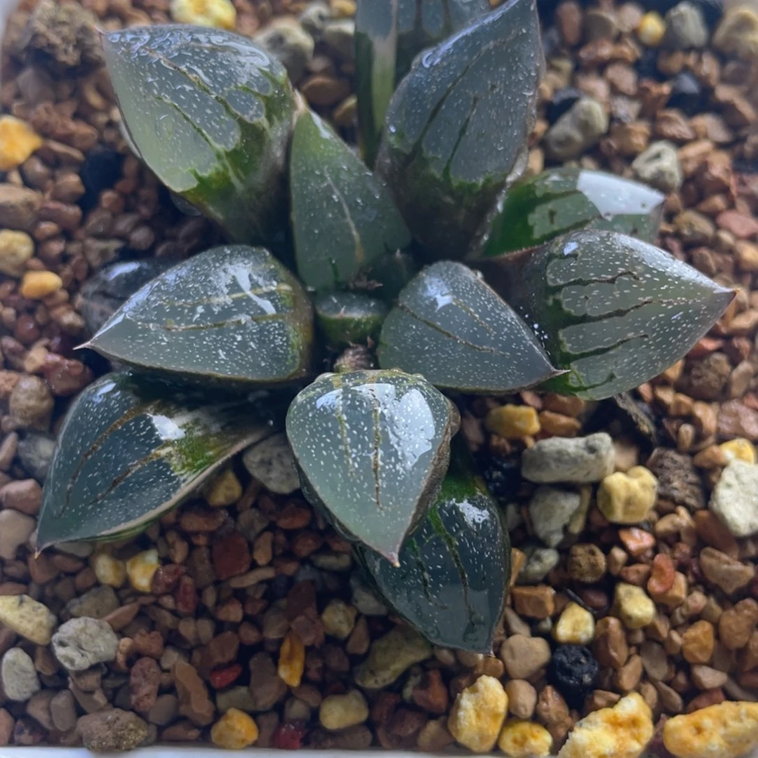 18.十二卷多肉实生寿锦。