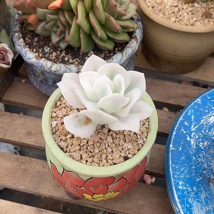 多肉植物肉肉植物