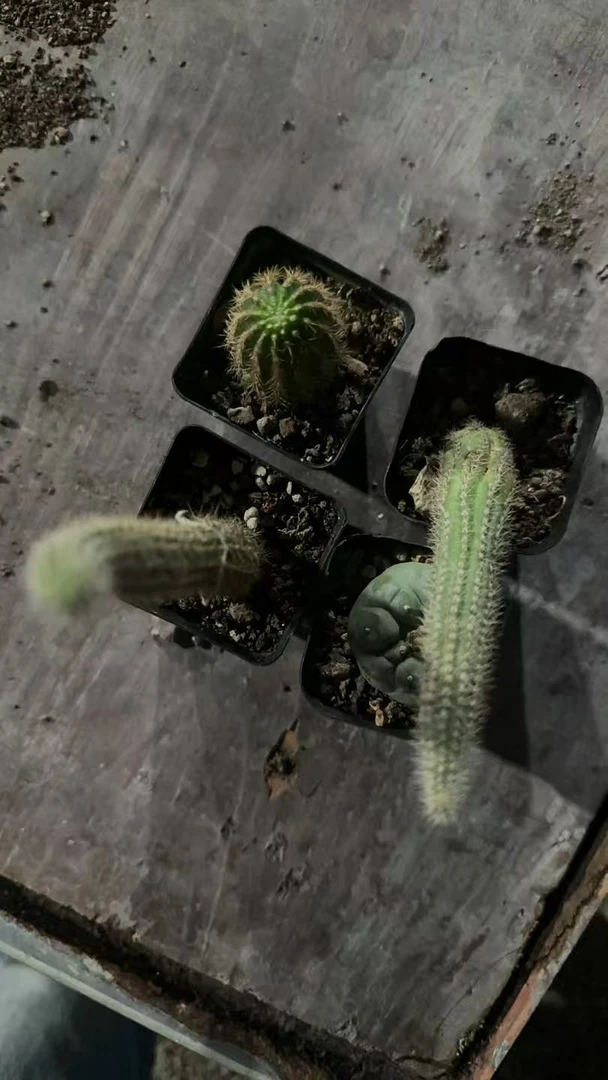 满十八包邮【3棵白檀+一颗实生姬】