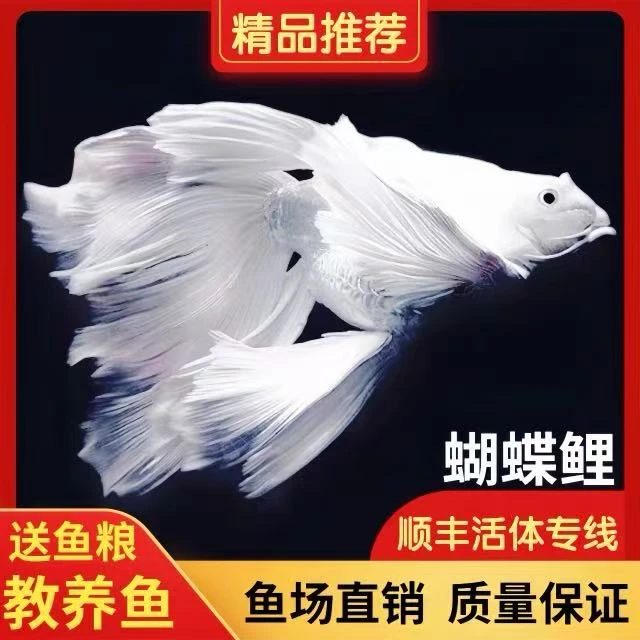 纯种台湾狮子头蝴蝶鲤好养耐活观赏鱼【包活】好养耐活活体发货