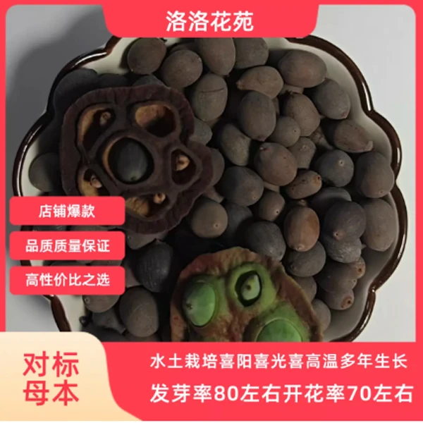 新采大型观赏型荷花种籽家庭阳台盆栽水培育苗水土栽培