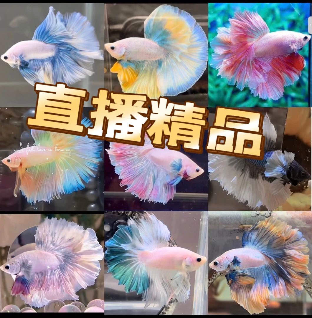 精品区 泰国斗鱼小型热带鱼好养活（直播间专用挑鱼）