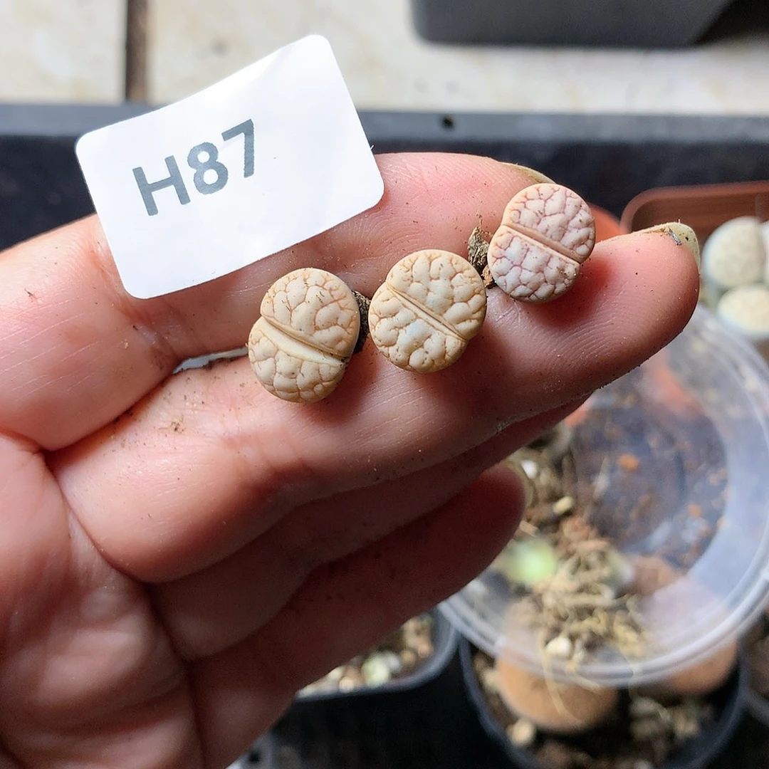 铃*H87多肉植物保护研究所