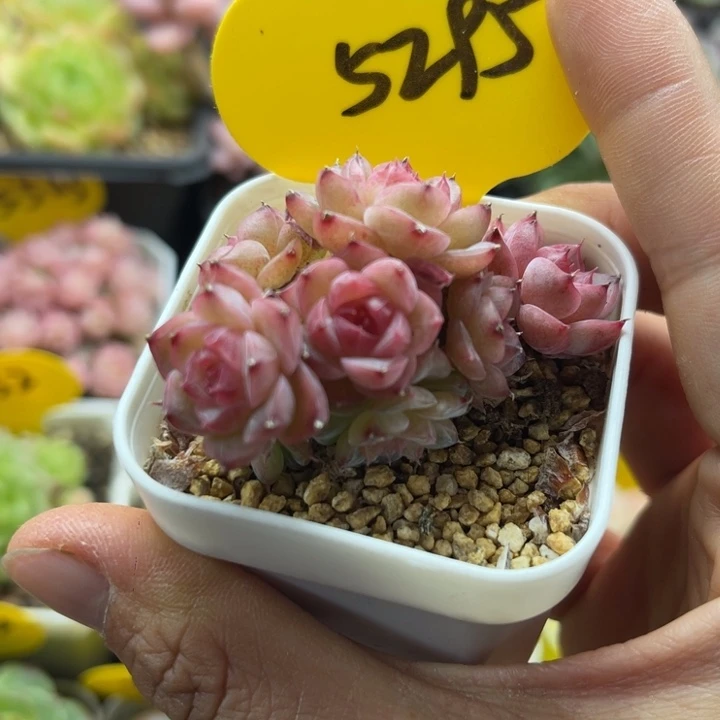 炫彩珍妮老桩5295