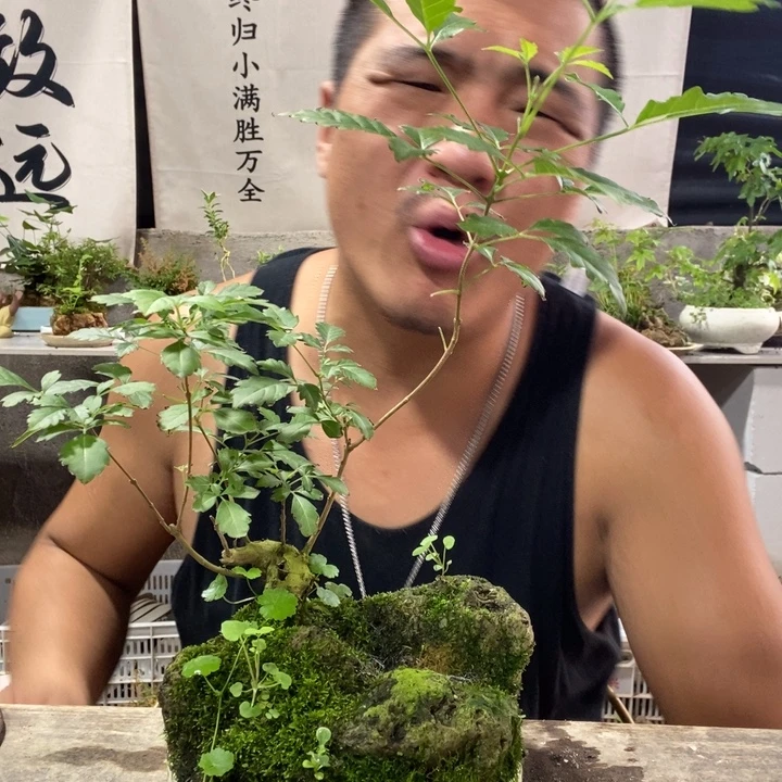 莽***人无花朵退款拉黑拉黑149