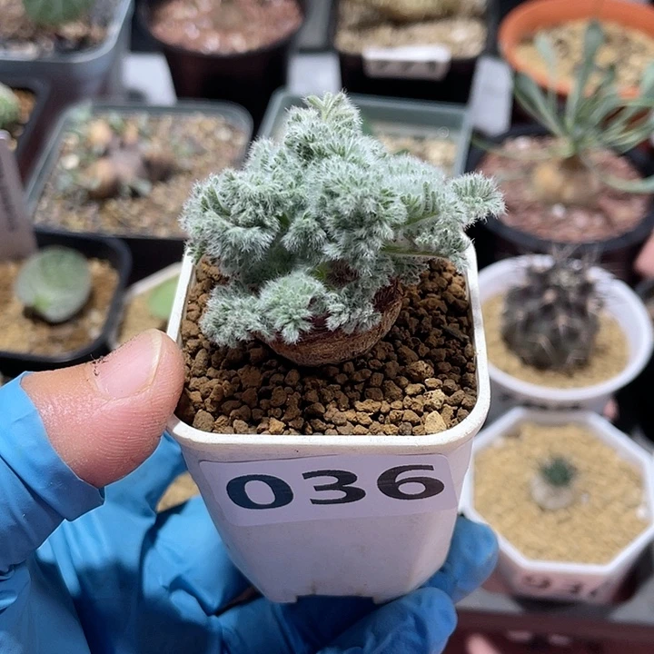 036羽叶杨葵块根单头