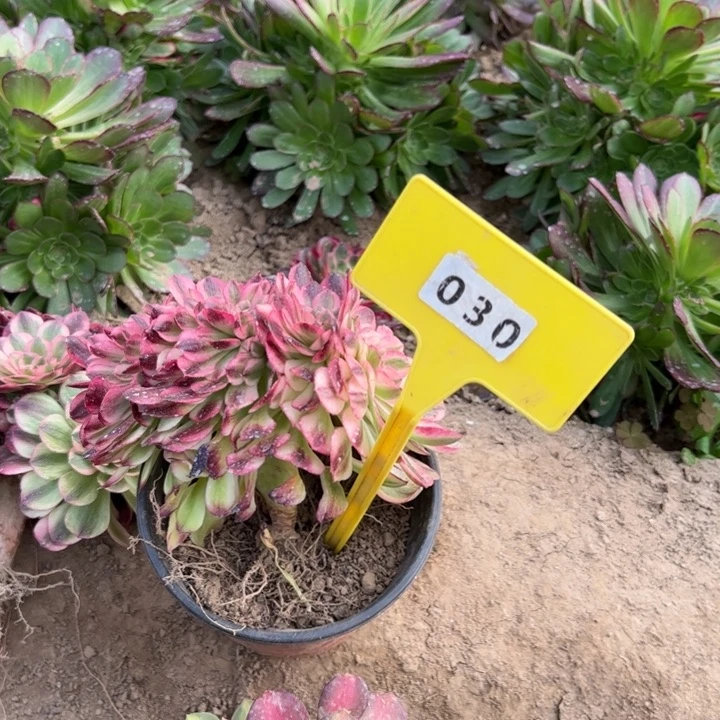 030荔枝缀化多肉植物