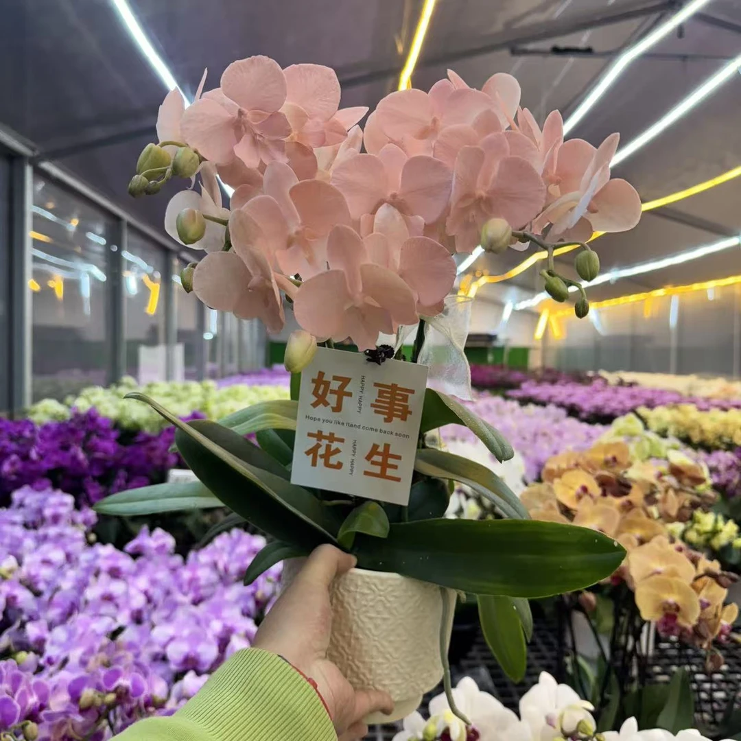 精选蝴蝶兰【水蜜桃】喷色工艺橙色蝴蝶兰 室内花卉绿植基地.