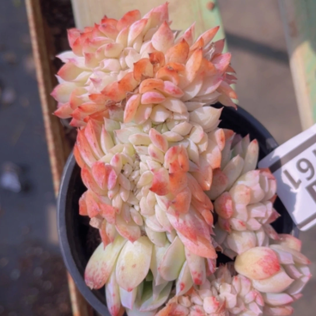 【闪购商品】莎莎缀12161