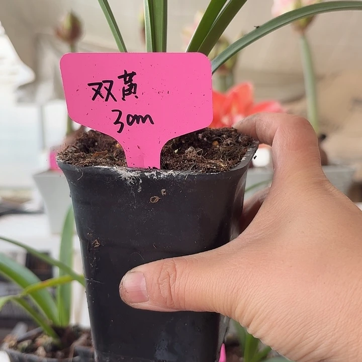 无花朵双黄朱顶红直径3cm