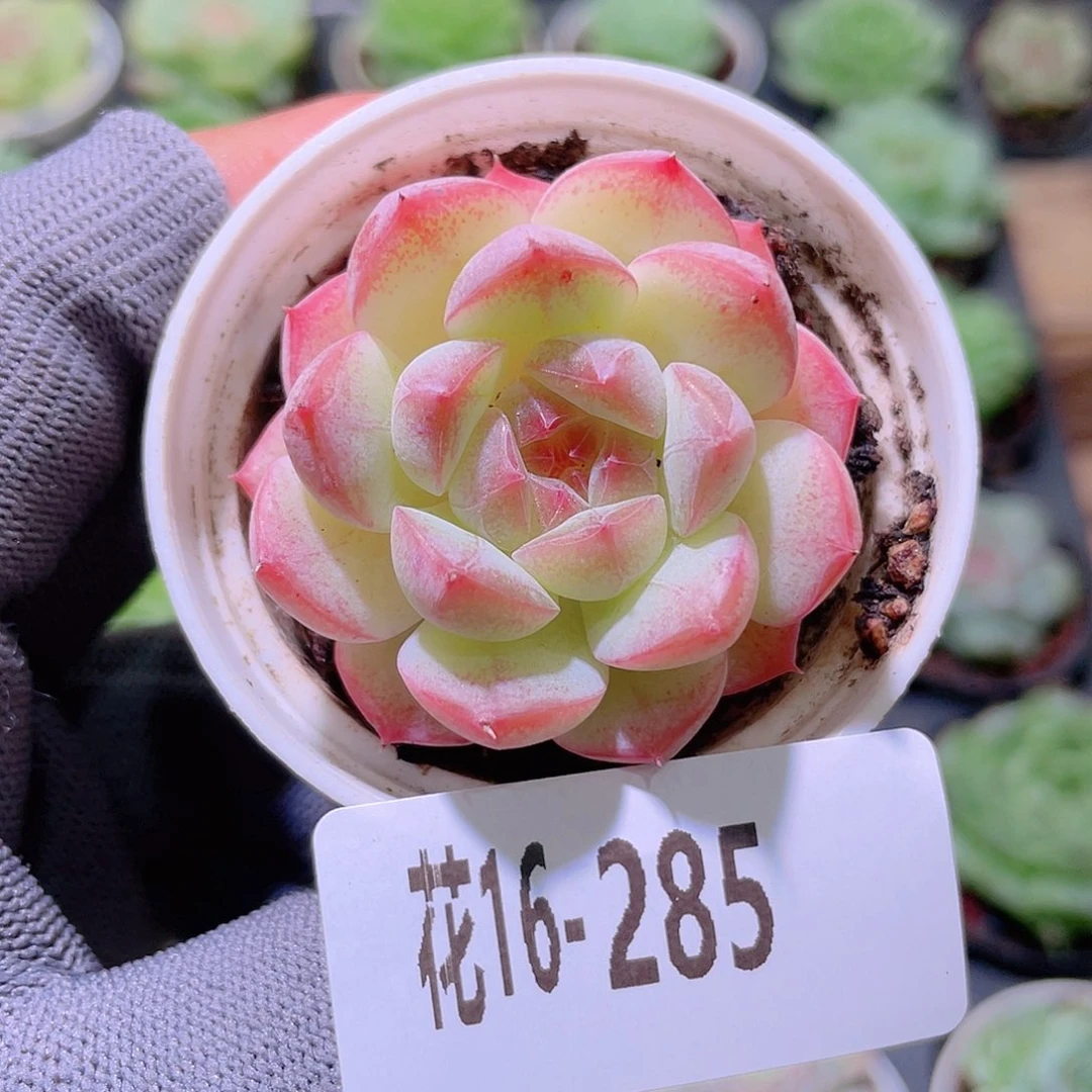 花利美16-285白桃汽水
