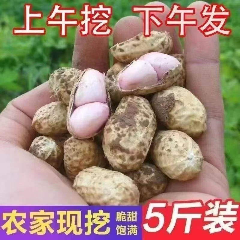 【2025】河南沙地新鲜花生现挖粉皮花生带壳新鲜湿花生微带泥花生