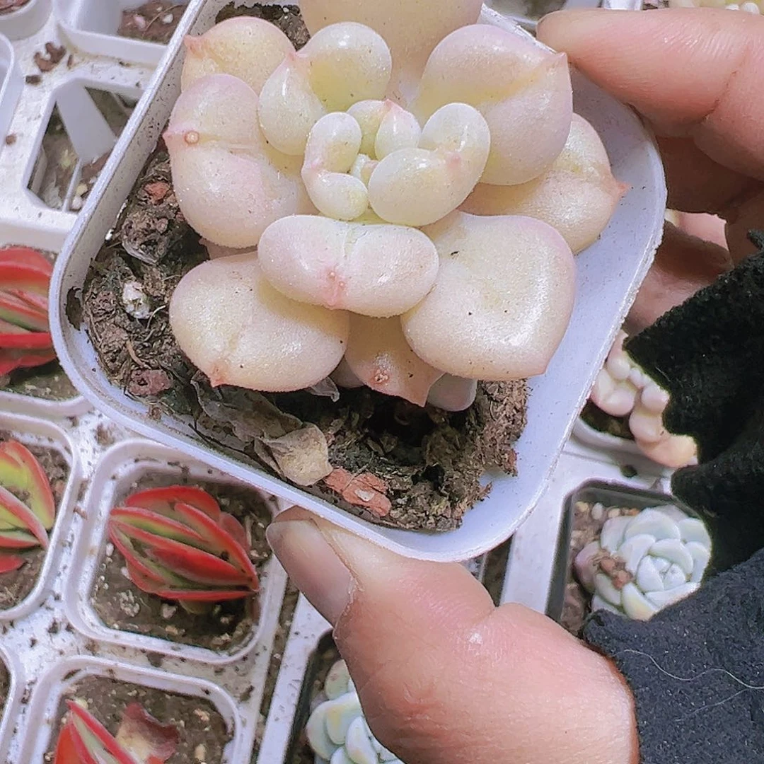 比尔盖茨19包邮多肉