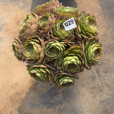 悠*029沙拉碗朵朵多肉，