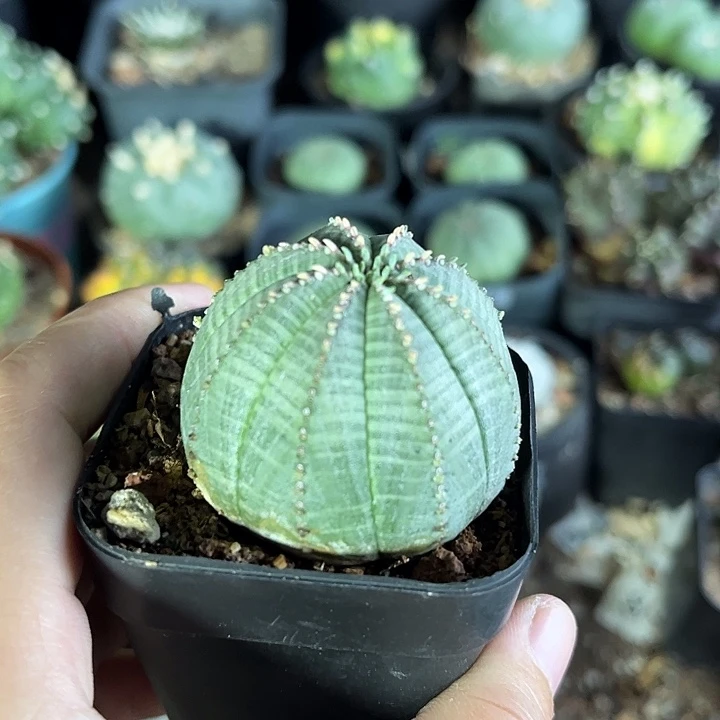 仙人球一物一拍自根32