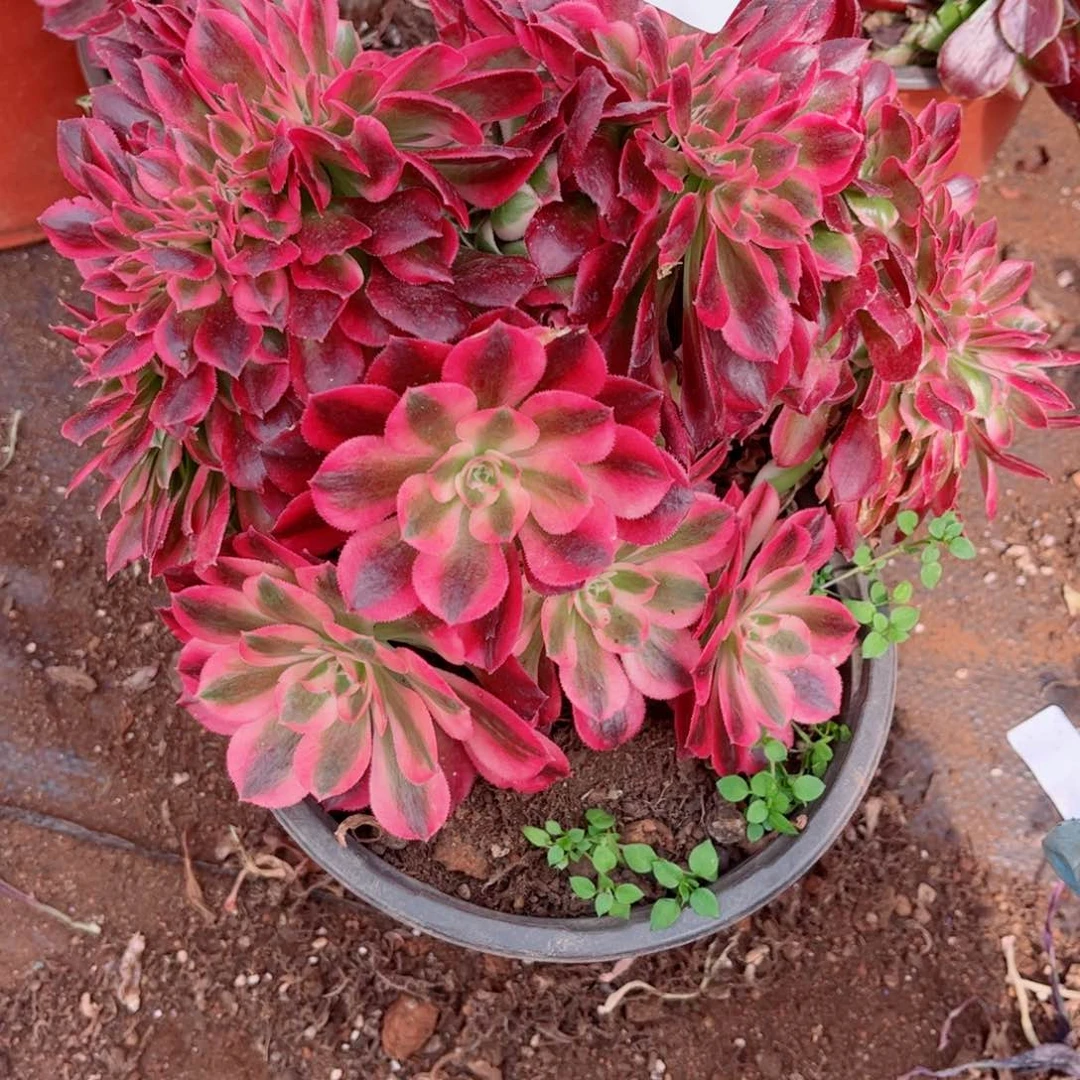 多肉植物036红袖