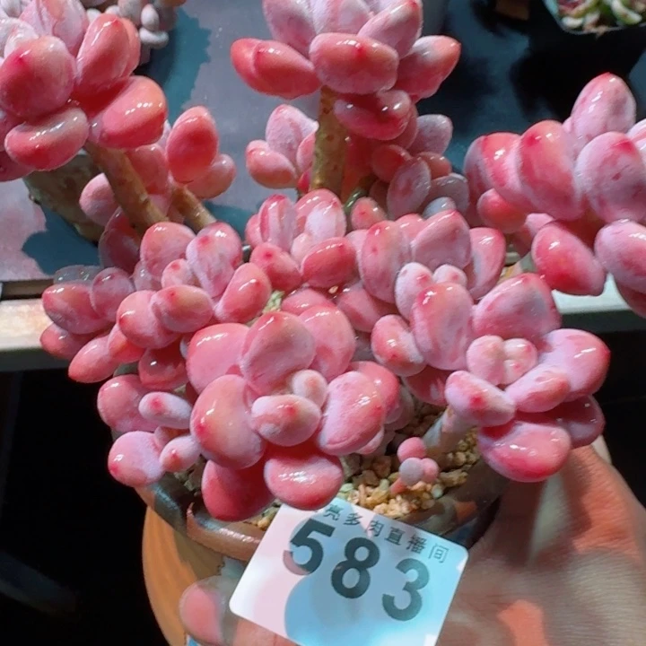 樱花洛神         精控精养多肉植物