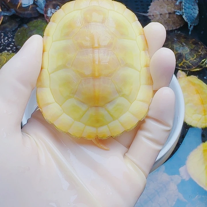 三***王绿毛龟母222222222222222