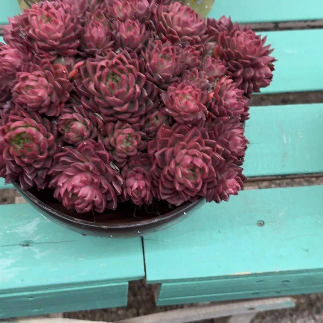 黄***姐奥黛丽精品老桩多肉