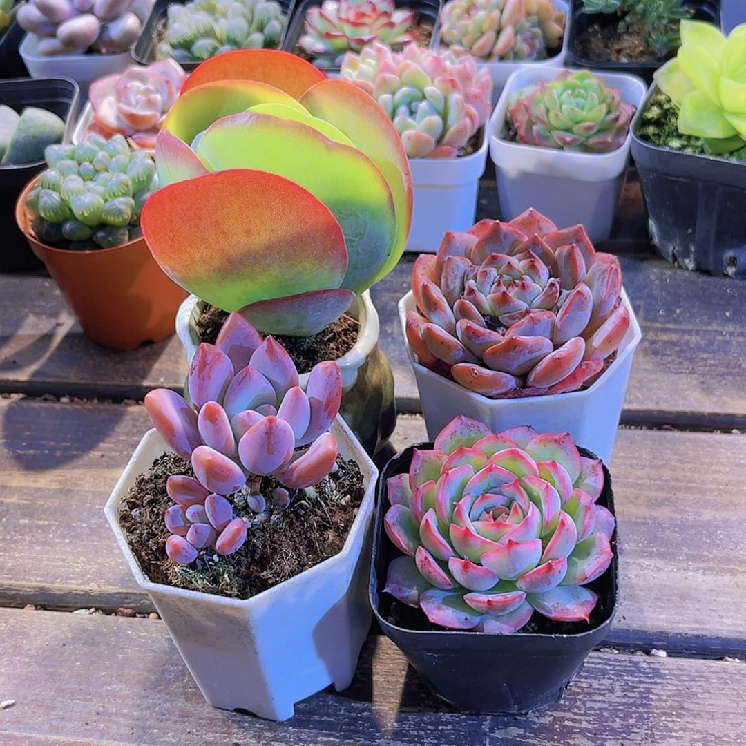 唐印。唐心。侧影。奥普