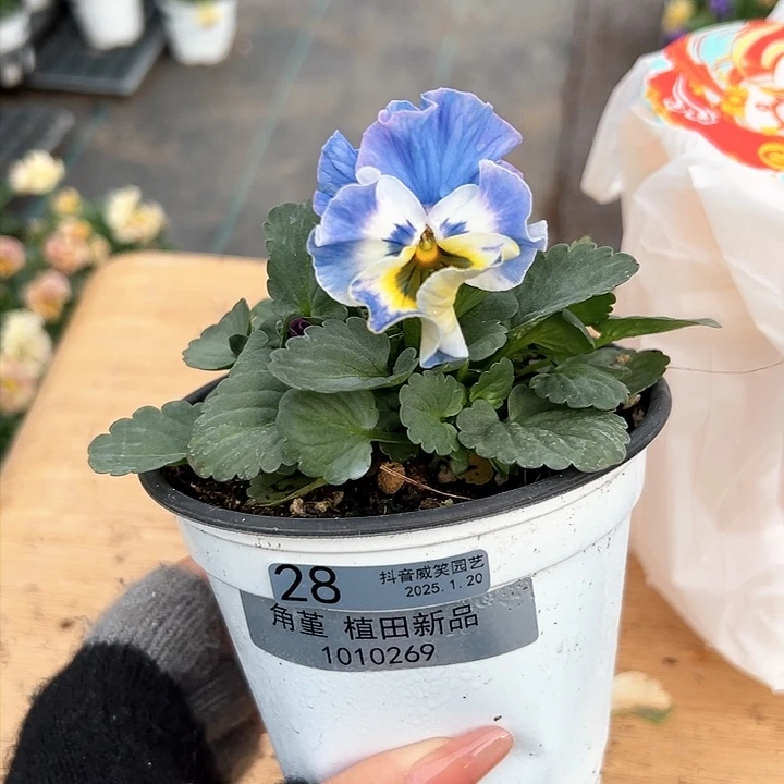 红陶抖音直播闪拍28