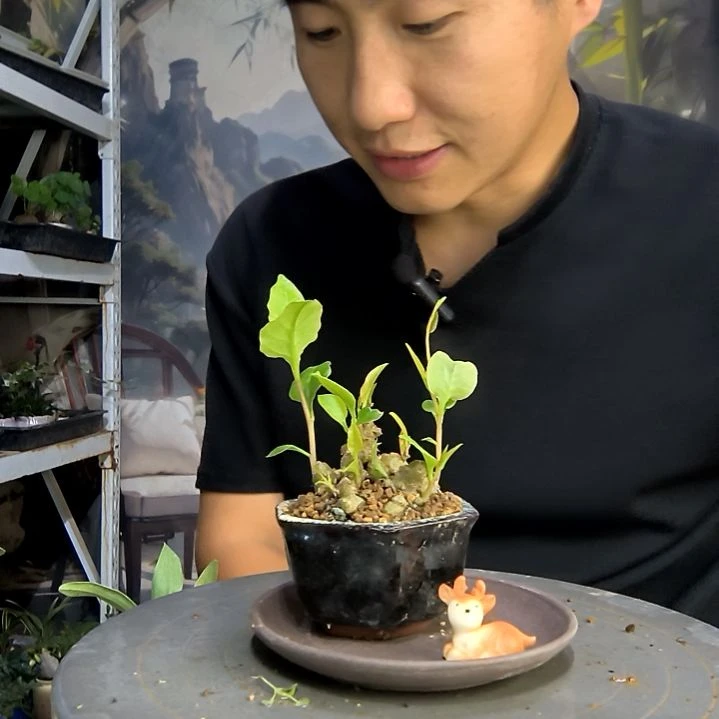 阿*中青园艺一物一拍123