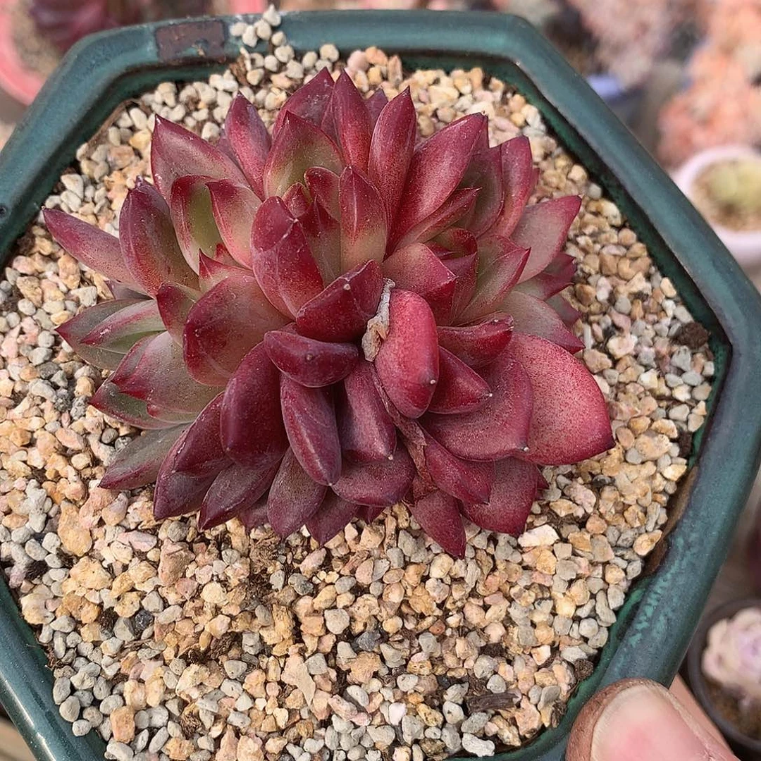 黑武士朵朵缀7.5厘米