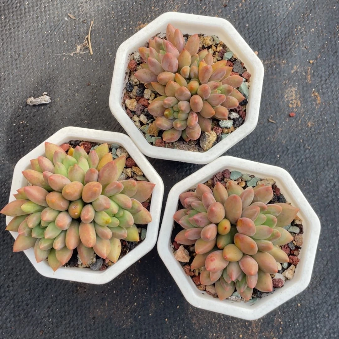 红蜻蜓三个一组清台子