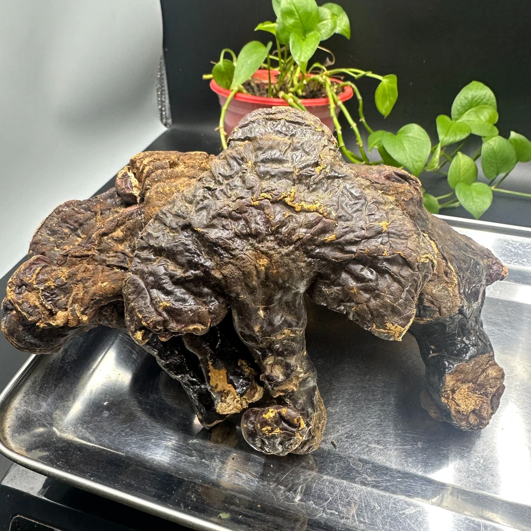 长白山松杉灵芝野外生长金边赤灵芝干货林芝煲汤泡酒炖鸡煮水特产