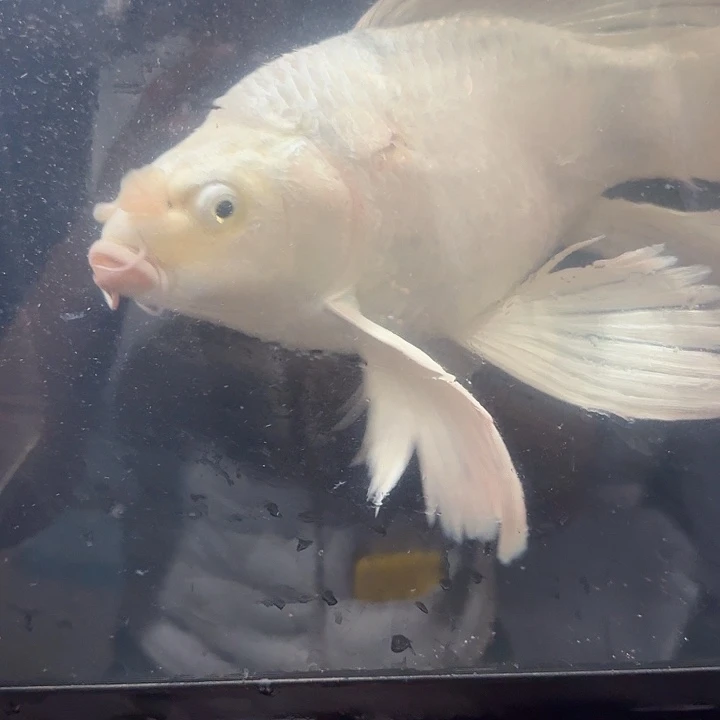 蝴蝶鲤鱼蝴蝶鲤包邮50微瑕