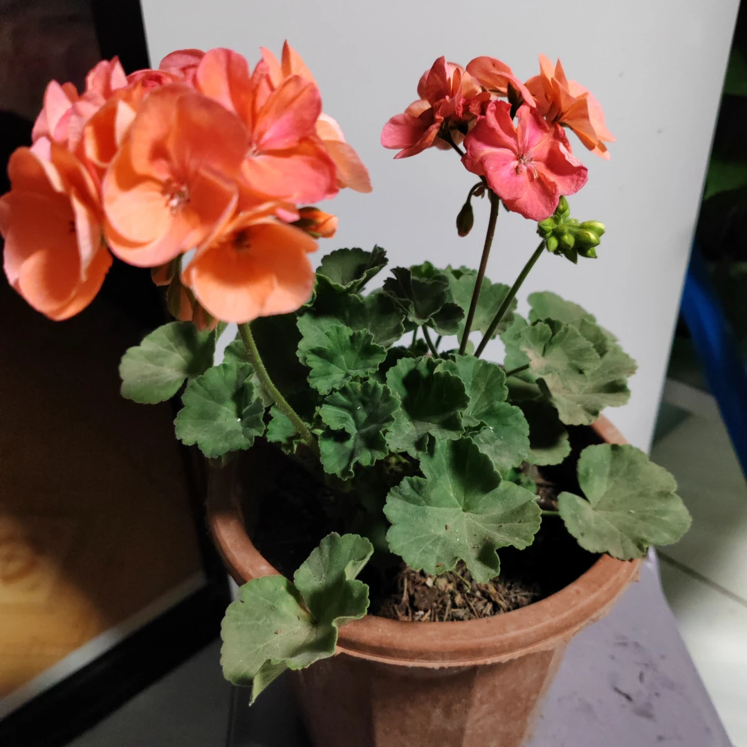 小三宫天竺葵一盆包邮到家