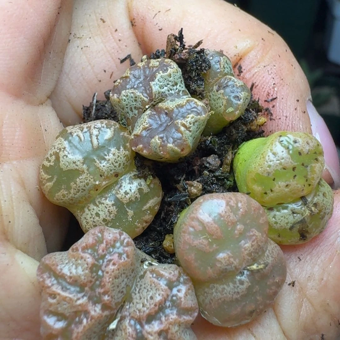 299五颗00000000000