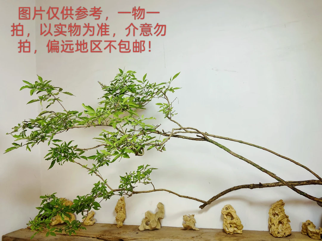 黄荆树 一物一拍