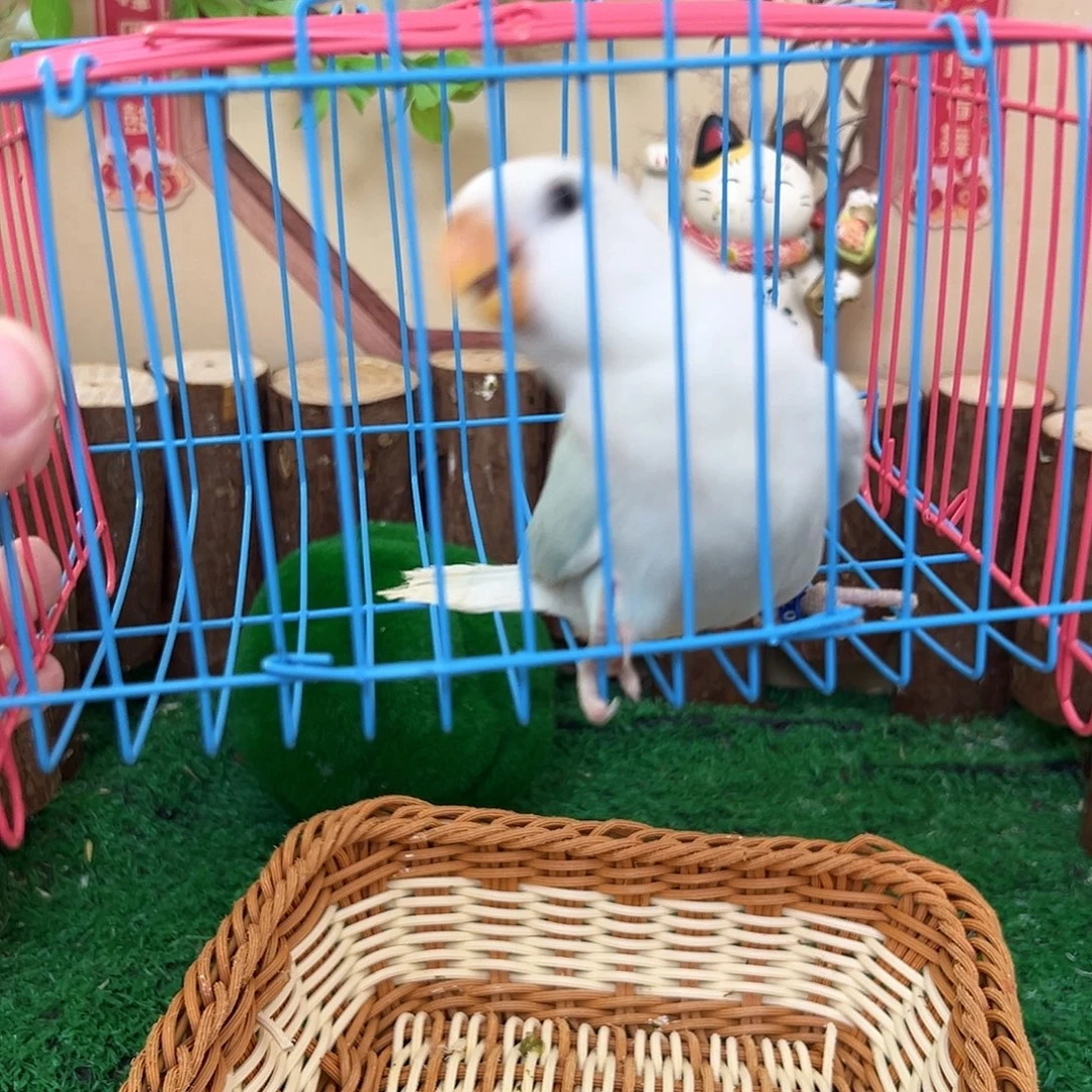 桃脸牡丹鹦鹉00725 d