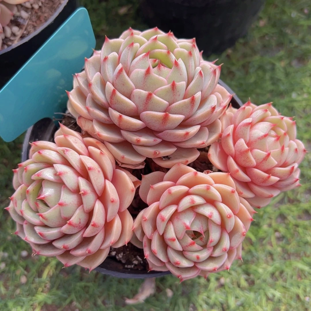 香玉的故事是一个人的