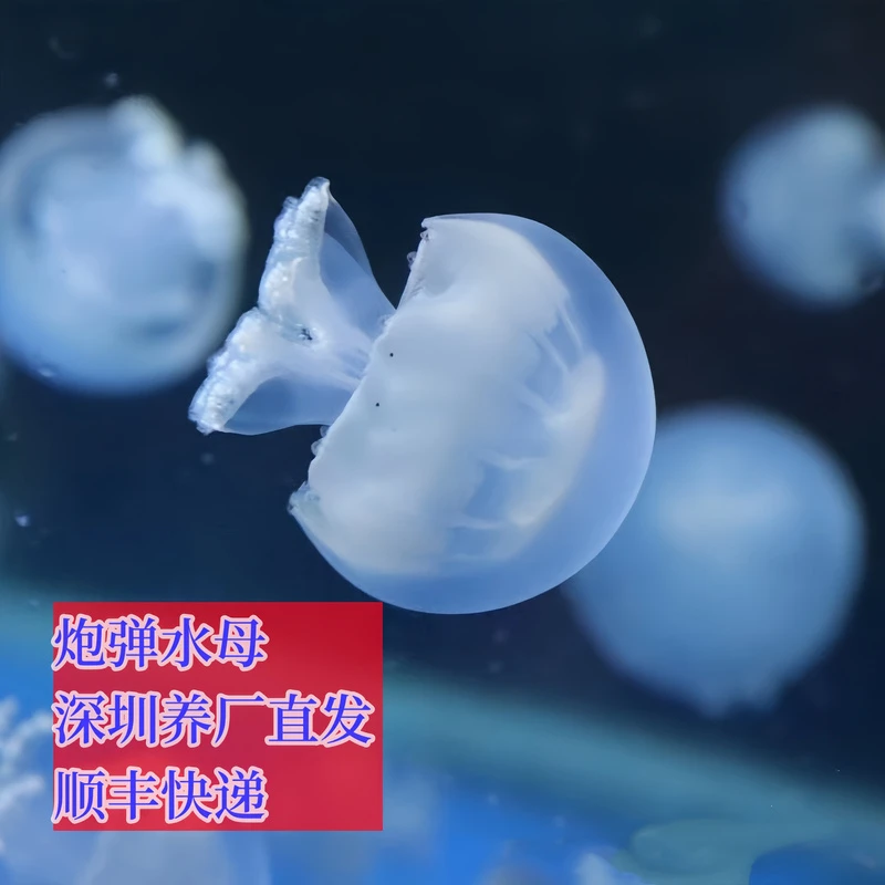 炮弹水母蓝色活的果冻小水母无毒小宠物活幼体海水观赏鱼好养耐活
