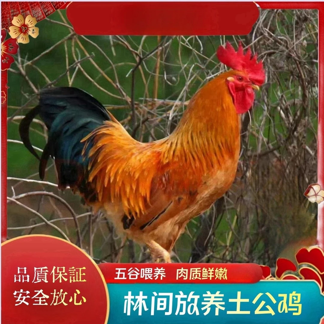 【大山】现杀买3送1 共4只毛重15-17斤净重10-11斤散养土公鸡带内脏