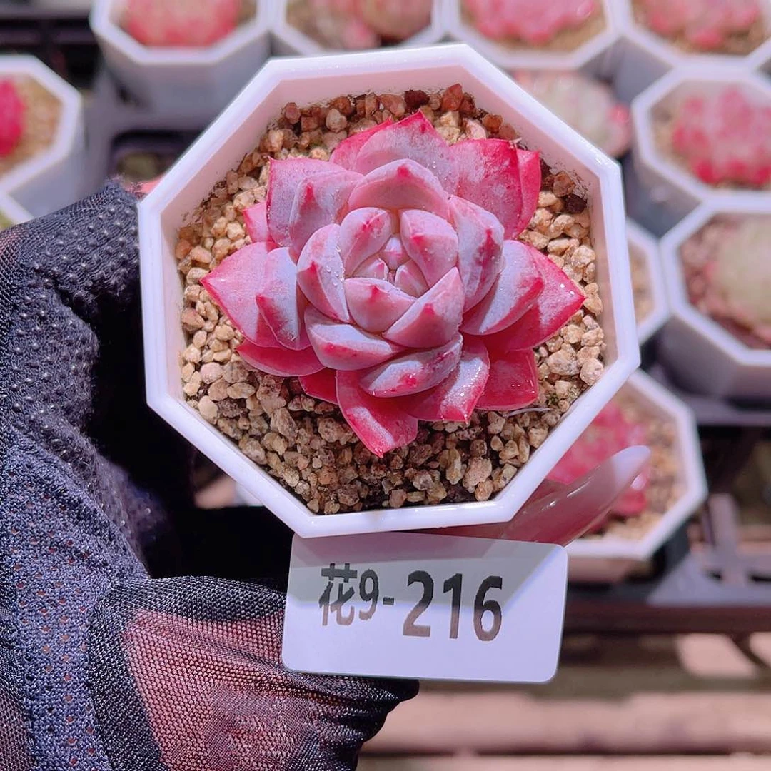 花利美9-216粉钻