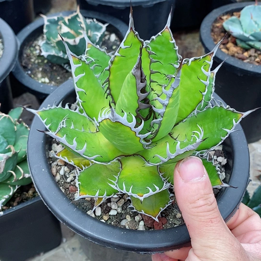 多肉植物龙蛇兰植物