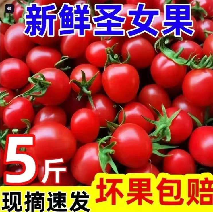 云南圣女果千禧西红柿新鲜水果当季整箱孕妇番茄樱桃正宗现摘包邮