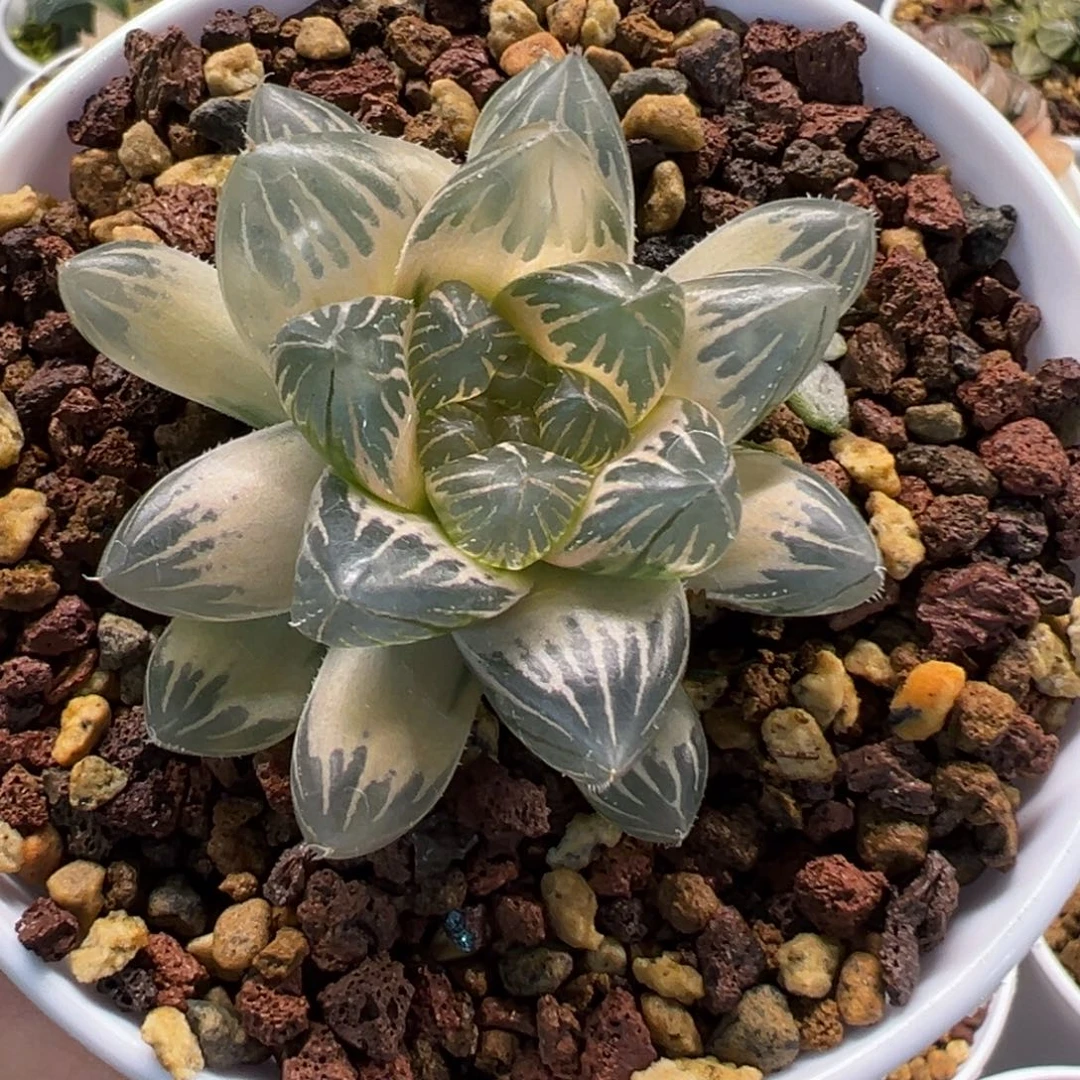 龙爪糊斑111111111111