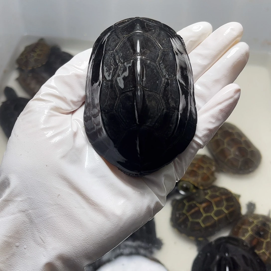 洛***书中华草龟公246966