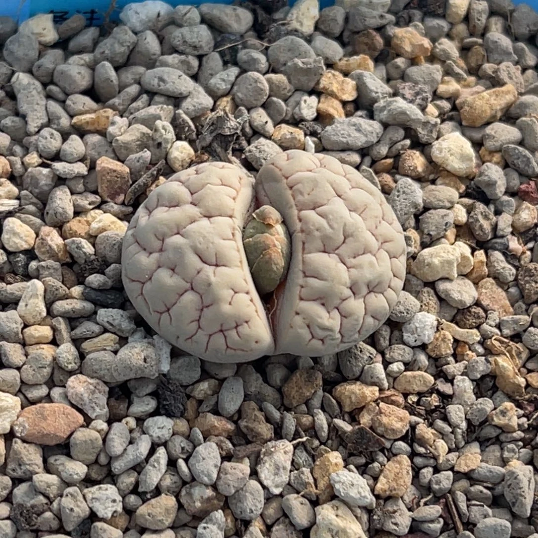 9708凹凸脑纹189一颗