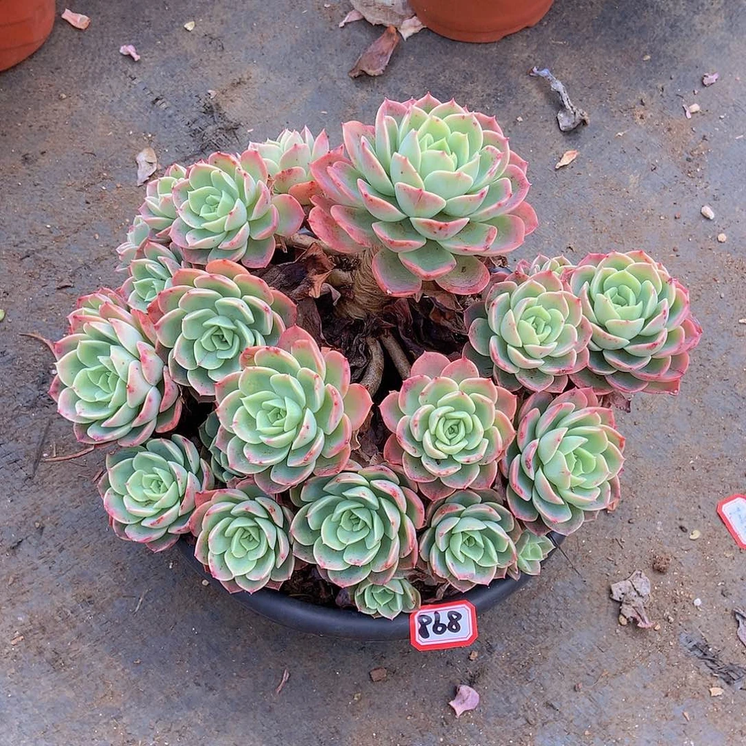 开*潘一物一拍多肉898哈密瓜