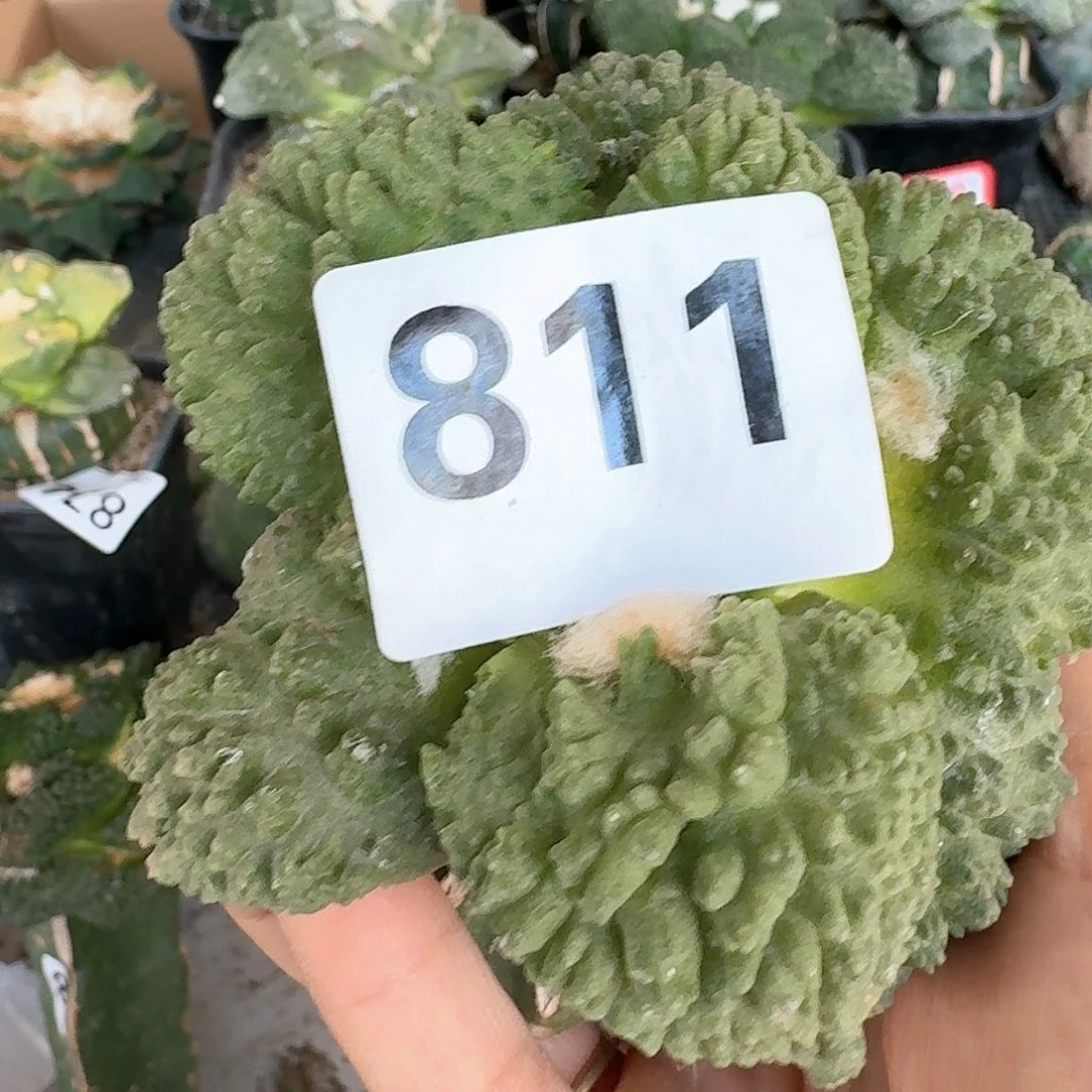 【闪购商品】无花朵在****贝大尤哥怒811