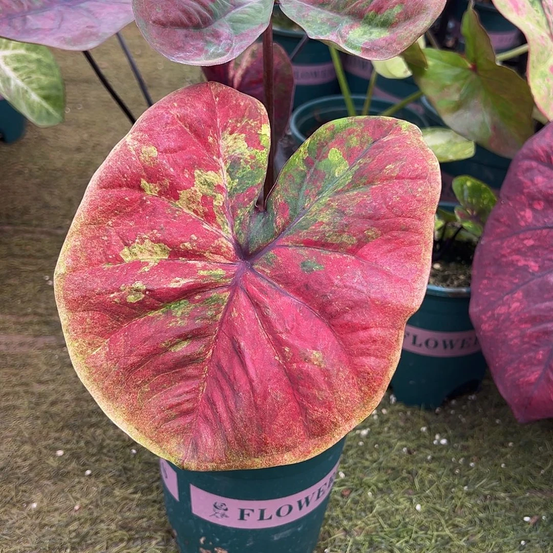 无花朵泰彩水墨画养定5